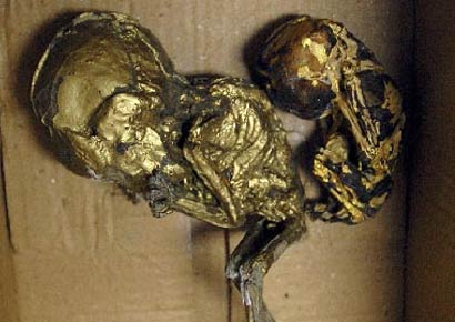 In Thailand, roasted fetuses found stashed in luggage