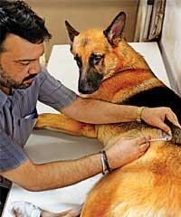 Bruno, a five-year-old German Shepherd, gets an insulin shot at his residence in Shivaji Park