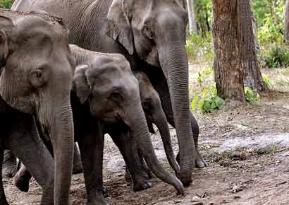 The herd of elephants at the salt lick