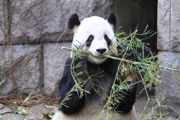 A giant panda eats bamboo at Beijing Zoo.
Photo by: Carlos Gutierrez