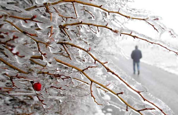 From an ice covered wild brier, to people walking on a wooden bridge in Kandawgyi lake in Japan, here are December 26's best pictures
A wild brier is covered with ice along a driveway at the periphery of Vienna
Photo by Herwig Prammer
(Reuters)