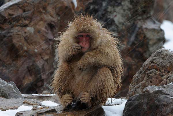 A Baby Japanese Macaque, or snow monkey, eats during a snowfall at a wildlife zoo in Hefei, Anhui province
Photo by Stringer
(Reuters)