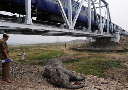 A police officer inspects the body of an elephant near a railway track after it was knocked down by a train in Deepor Beel Wildlife Sanctuary on the outskirts of Assam capital Guwahati on February 28, 2010.