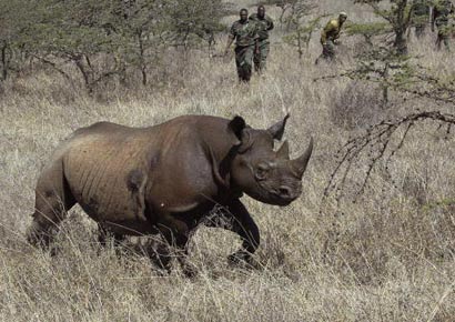 Kenya Wildlife Service (KWS) rangers pursue a male black rhino to be translocated from Nairobi National Park in the capital to Meru Park, 160 km away, where the population was decimated by poachers in the past 40 years.