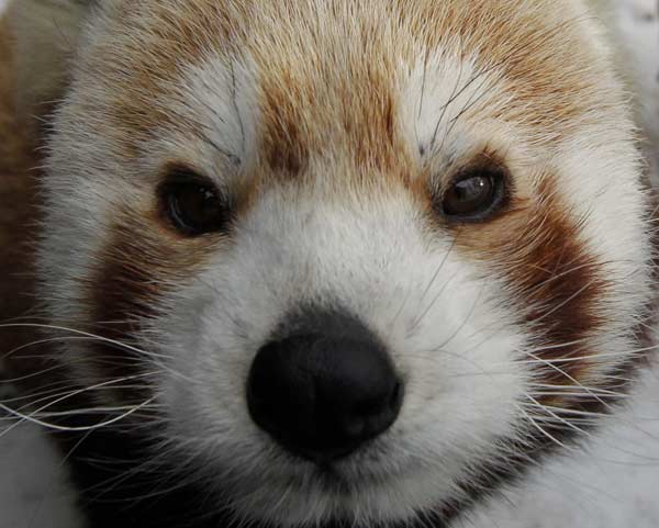 A Red Panda (Ailurus fulgens) reacts as it gets a medical examination at Schoenbrunn Zoo in Vienna.
Photo by Herwig Prammer