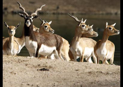 Blackbucks (Antilope cervicapra) in their enclosure at an animal park in Hamburg, Germany, on March 25, 2010.