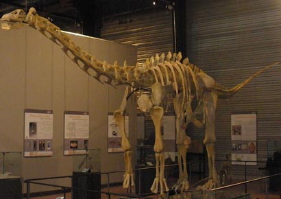 Fossil of a titanosaurian<br/><i>Photo courtesy: Wikimedia Commons</i>