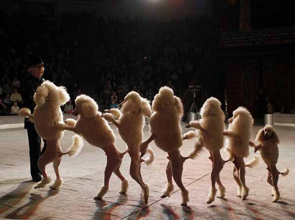 Poodle dogs and their tamer perform during a show presenting the new program "From Heart to Heart" at the National circus in the Ukrainian capital Kiev.
Photo by Gleb Garanich
(Reuters)