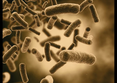 Bacteria under a microscope.