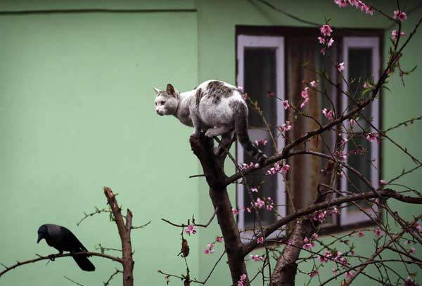 A cat sits on top of a tree in Kathmandu.
Photo by: Navesh Chitrakar
(Reuters)