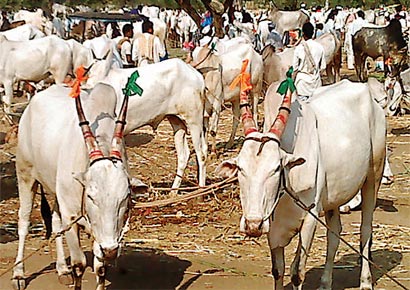 Over 3,000 cattle were brought to Devar Hippargi in Bijapur district, to be sold on Monday.