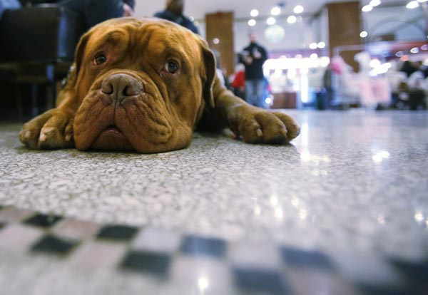 Two-year-old Azlo, a Dogue de Bordeux, waits in the lobby for his room to be ready at the Hotel Pennsylvania in advance of the Westminster Dog Show in New York on Sunday.
Photo by: Carlo Allegri (Reuters)
(Reuters)