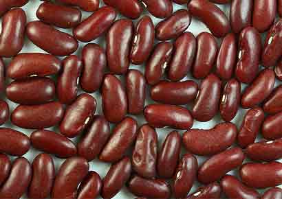 Kidney beans, a valuable source of protein