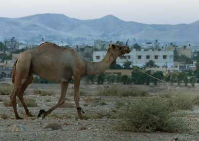 Representational picture