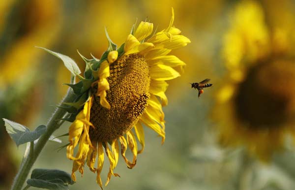 A bee collects pollen from a sunflower in a field at the southern Indian state of Tamil Nadu.
Photo by Babu
(Reuters)