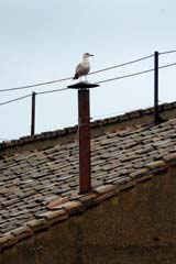 The bird perched on the chimney