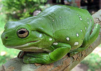 A frog (for representational purposes)