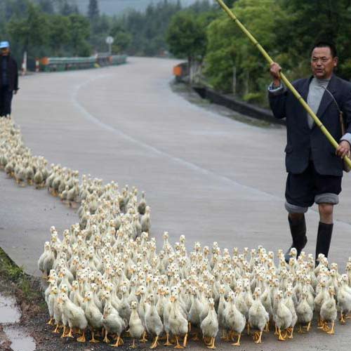 A breeder, whose business has been affected by the H7N9 bird flu virus, walks his ducks along a road in Changzhou county, Shandong province.