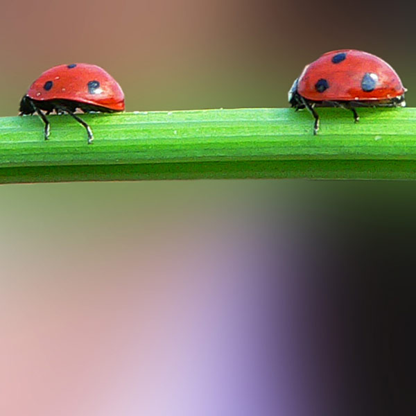 Eat insects to lose weight, UN says