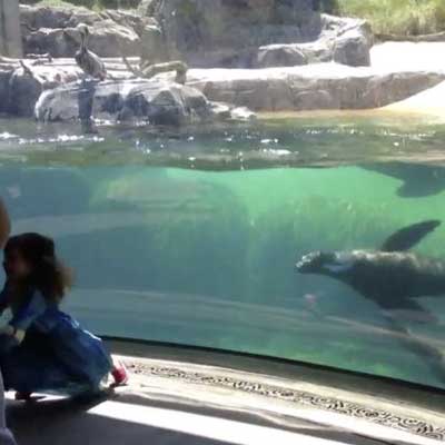 Video of little girl playing chase with sea lion goes viral