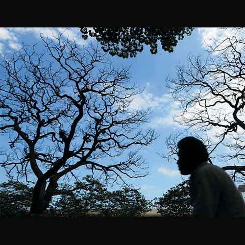 More rain trees come under killer fungal attack