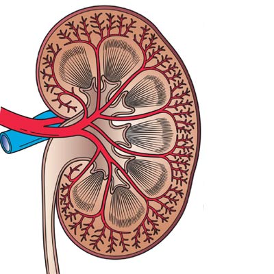 Discarded kidneys could be 'recycled' to produce replacement organs