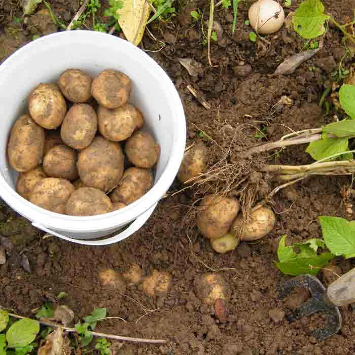 A new study's results have indicated while dark green vegetables had the highest nutrient density scores, after accounting for cost, starchy vegetables (including potatoes) and beans provided better nutritional value for the money.
