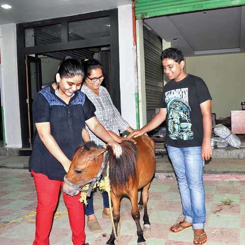 Aditi Mehta, Karan Singh and his mother Monica with the pony which the two teenagers rescued from Vasai on Tuesday.