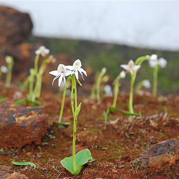 World Environment Day