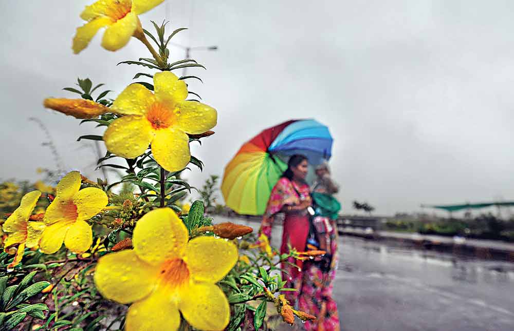A woman walks past a blooming buttercup plant in Navi Mumbai on Tuesday.