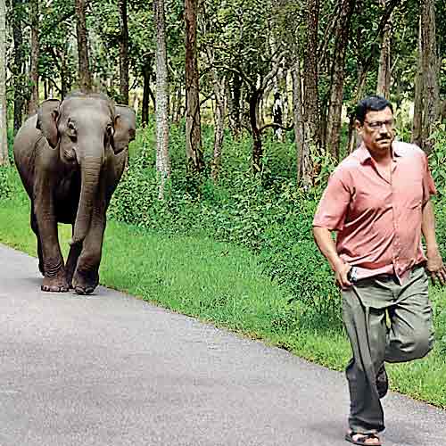 A disgruntled elephant calf chases a man who attempted to take its picture at Bandipur National Park.