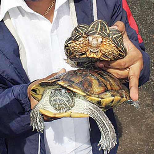 The rescued turtles