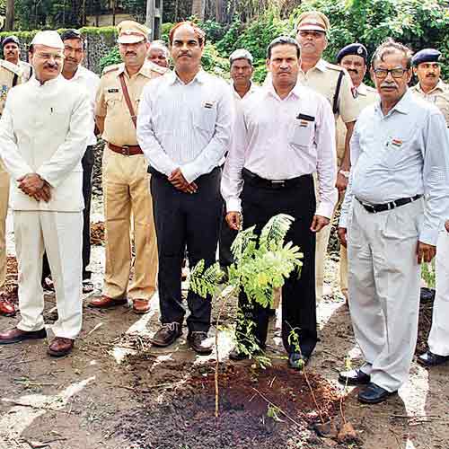 Most of the saplings planted on August 15