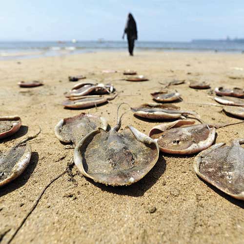 Scientists who visited Girgaum beach found dead stingrays, elvers (baby eels) and box jellyfish at Girgaum Chowpatty.
