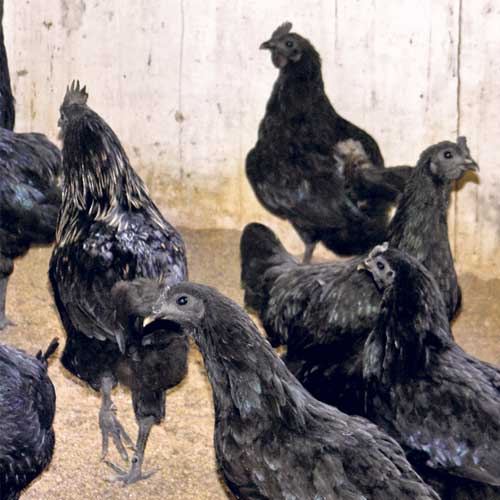 Black-fleshed Kadaknaths