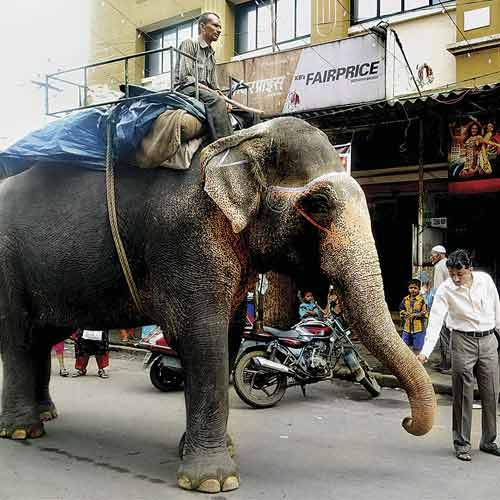 Roopkali sweats it out to help her owner earn Rs1,500 a day