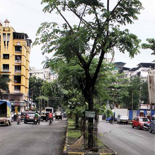 Trees have been hacked in sector 8A of Airoli where MK Madhvi's mandal organises dandiya.