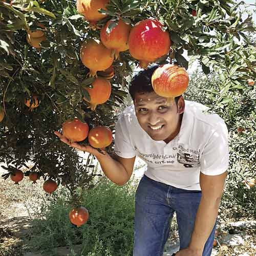 Co-founder of Hosachiguru, Sriram Chitlur, at his pomegranate orchards.
