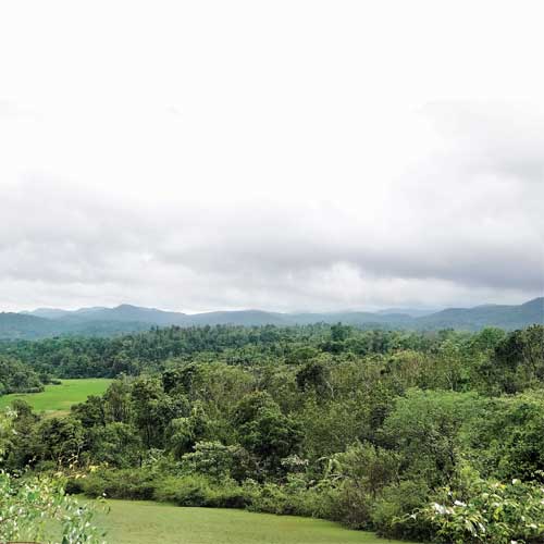 The luxuriant Yettinahole catchment area. Picture courtesy: South Asian Network on Dams, Rivers and People (SANDRP)