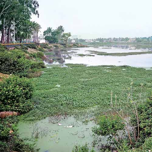 The condition of Allalasandra lake and the park near it is deplorable.