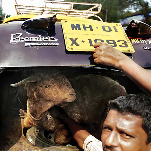 A man puts a goat into a taxi on the eve of Bakrid, at Bakri Adda in Byculla on Tuesday.