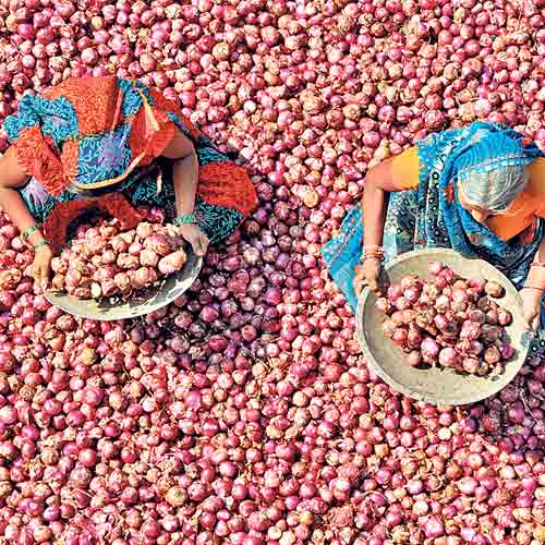 Women sort out onions at Choithram vegetable mandi on Friday.