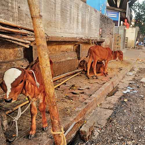 The spot of the now demolished cow shed on 4th Road in Khar (West). After complaints from the area's residents over the past several years, the BMC razed the structure on Monday.