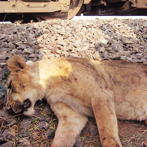 The site where the mishap took place is around 40km from the Gir forest, but the movement of lions is regularly witnessed in the area