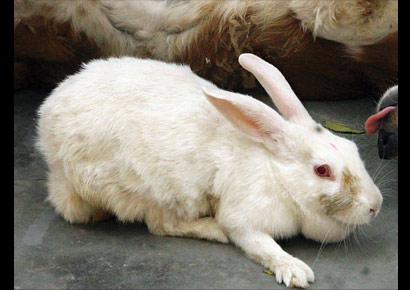 Pet-iquette: Rabbits are very susceptible to heat stress - 410 x 290 jpeg 33kB