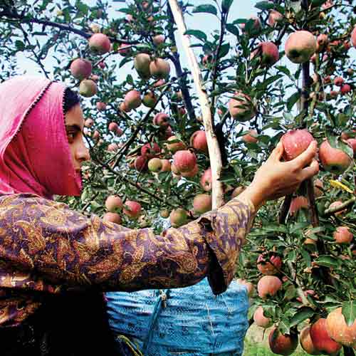 dna special: Famed Kashmiri apple turns sour for its ... - 500 x 500 jpeg 40kB