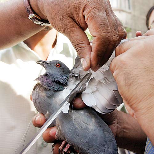 PETA urges kite-flyers to use glass-free strings on Sankranti