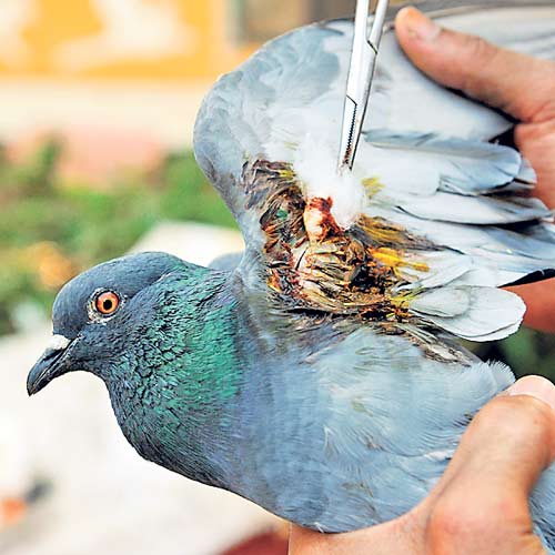 forest department ahmedabad ngos brace for rise in bird forest department ahmedabad ngos brace for rise in bird