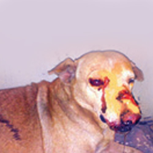 Man who blinded dog in Malad held - 500 x 500 jpeg 40kB