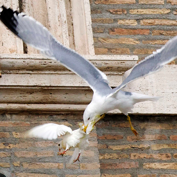 Pope's peace doves violently attacked by seagull and crow - 600 x 600 jpeg 342kB